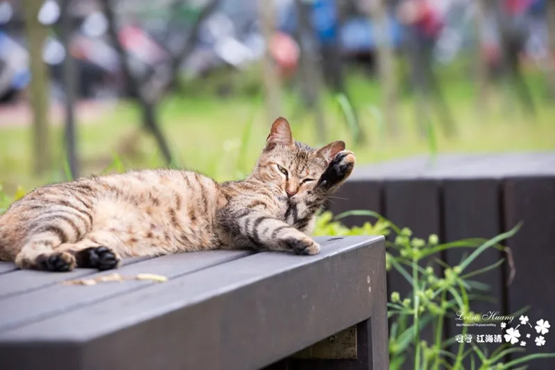新北旅遊推薦》侯硐 - 貓特輯 貓咪天堂