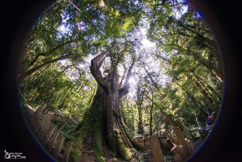 新竹景點推薦》司馬庫斯Qalang Smangus. 下篇 - 上帝的部落 神木群寧靜之旅