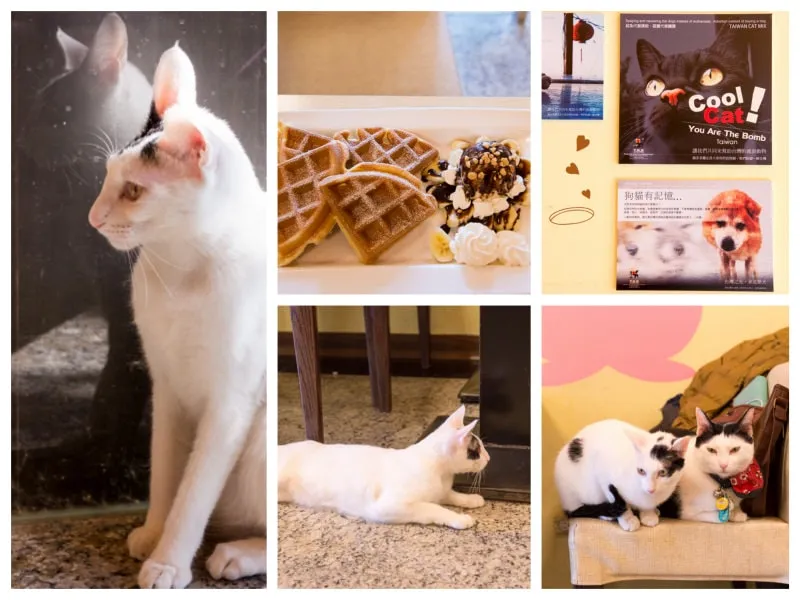 三重》野喵中途咖啡 - 讓可愛的萌貓咪與你共度下午茶時光