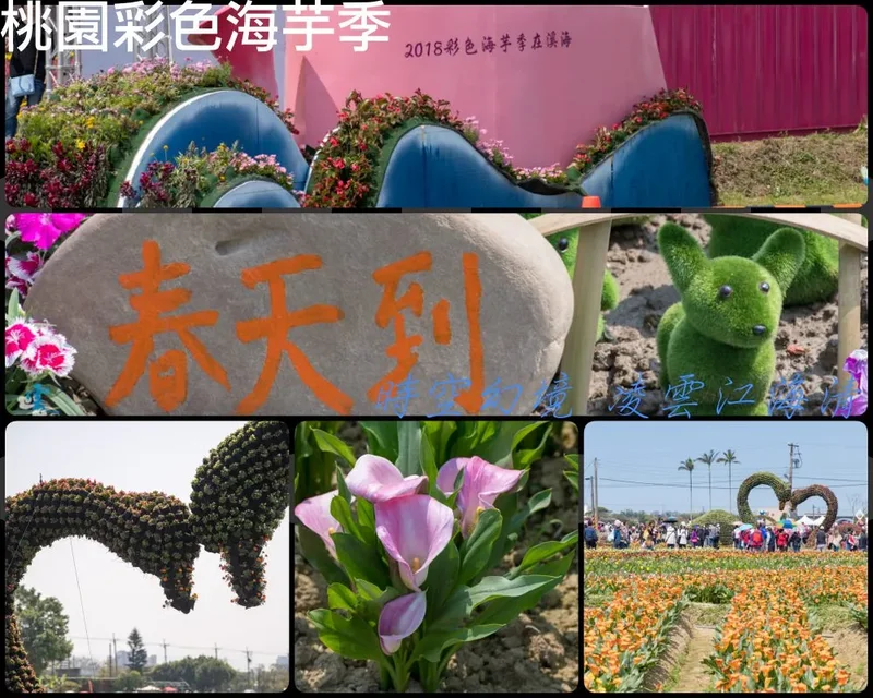 桃園景點推薦》彩色海芋季 - 浪漫芋花園 戀人聖地 幸福桃園