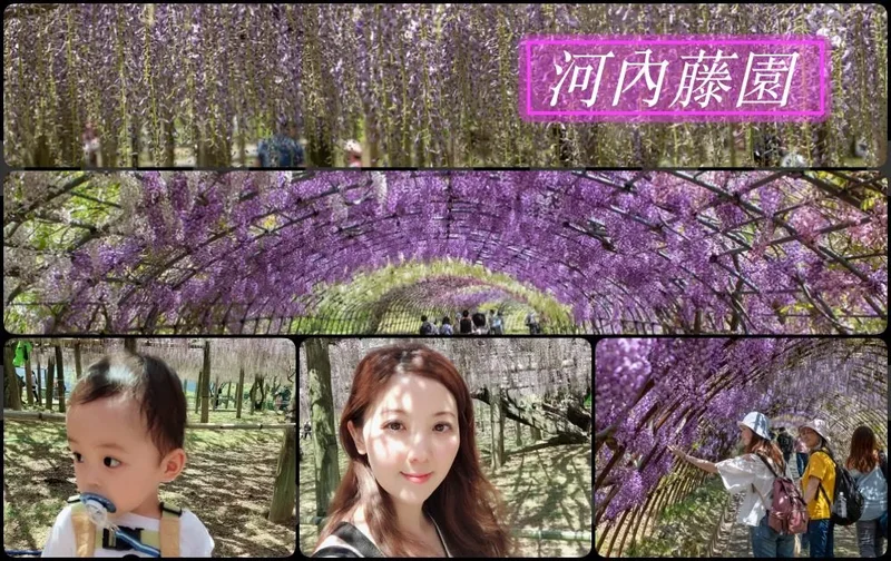 九州紫籐推薦》河內藤園｜夢幻繽紛的紫籐隧道
