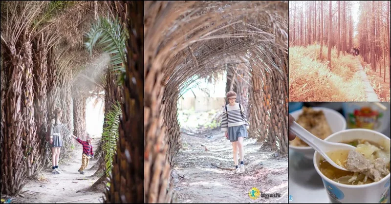 大肚中東海棗田》不說你不知道的綠色隱藏秘境，每個角度都超好拍｜順遊台中落羽松森林&大肚燕肉羹