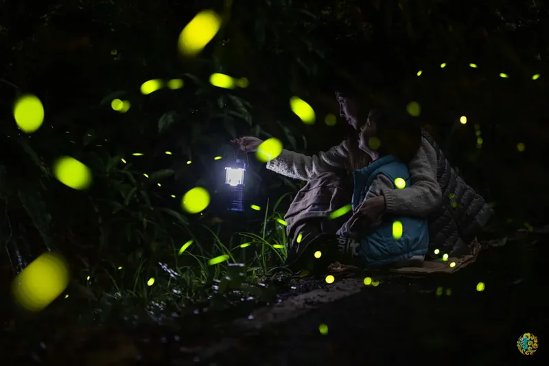 小粗坑古道油桐花螢火蟲》大溪龍潭賞桐賞螢親子二日遊｜螢火蟲拍攝小教室｜石門水庫、三坑老街、大平紅橋、客家文化園區親子暢遊