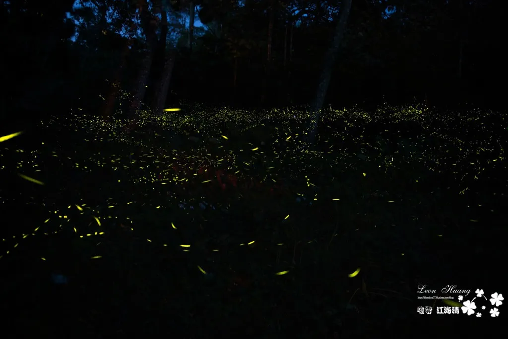大艽芎古道》輕羅小扇撲流螢 夏季螢火蟲之旅