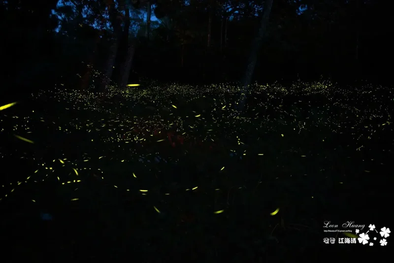 大艽芎古道》輕羅小扇撲流螢 夏季螢火蟲之旅