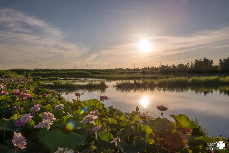 金山賞荷花》鏡花水日、日燦蓮花 磺清橋